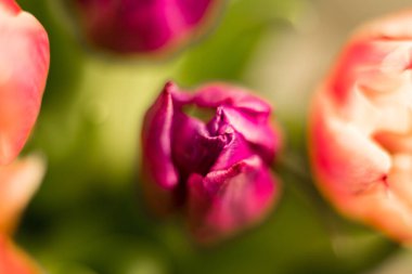 Farklı çiçekler makro, arkaplan, duvar kağıdı 