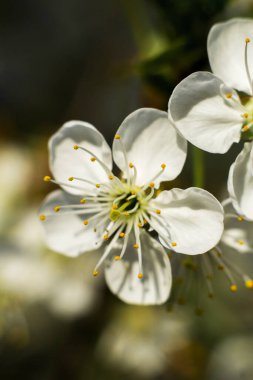 Elma ağacında beyaz çiçekler. Çiçek açma zamanı. Makro fotoğraf.