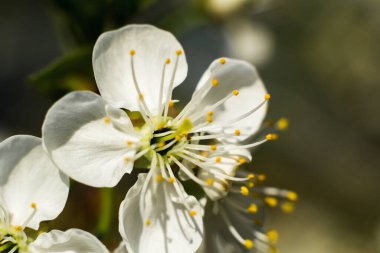 Elma ağacında beyaz çiçekler. Çiçek açma zamanı. Makro fotoğraf.