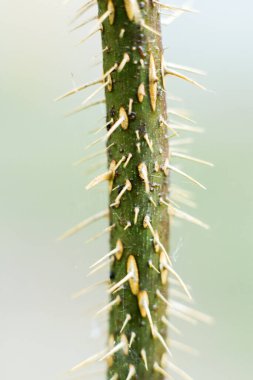 Keskin iğneli yeşil dikey dal.