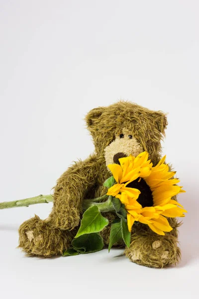 Legetøj sød bamse med en levende blomst i sine poter - Stock-foto