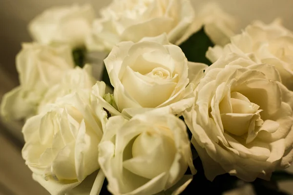 Rosas brancas em um fundo branco e cinza — Fotografia de Stock