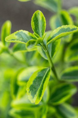 Yeşil sulu bitkiler ve yapraklar makro çekim 