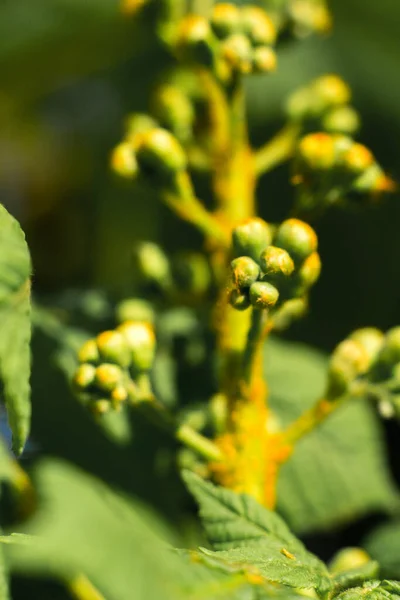 緑多肉植物と葉のマクロショット — ストック写真