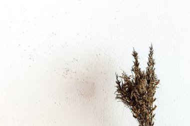 Beyaz arka planda bir buket kurutulmuş bitki..