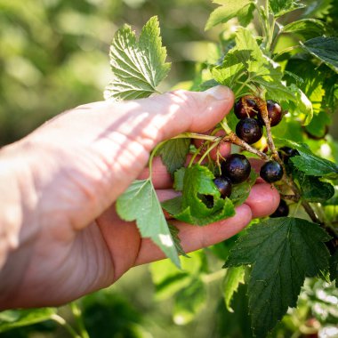 Elle siyah frenk üzümü toplamak