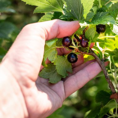 Elle siyah frenk üzümü toplamak