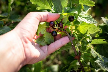 Elle siyah frenk üzümü toplamak