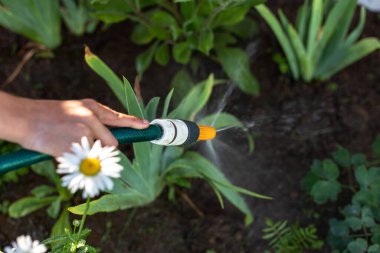 Çiçekleri hortumla sulamak.