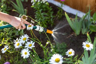 Çiçekleri hortumla sulamak.