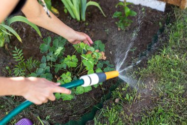 Çiçekleri hortumla sulamak.