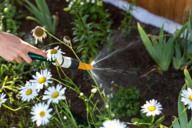 Çiçekleri hortumla sulamak.