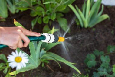 Çiçekleri hortumla sulamak.