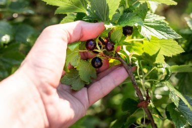 Elle siyah frenk üzümü toplamak