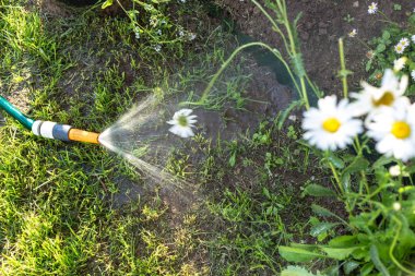 Çiçekleri hortumla sulamak.