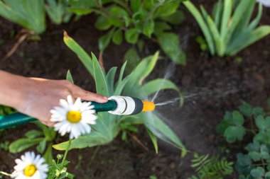 Çiçekleri hortumla sulamak.