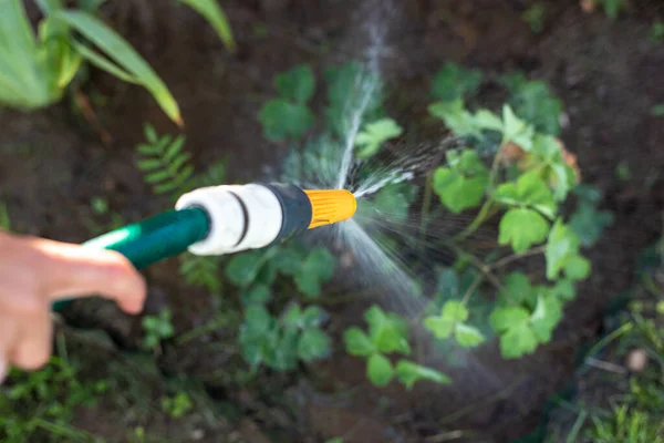Irrigazione di fiori con un tubo — Foto Stock