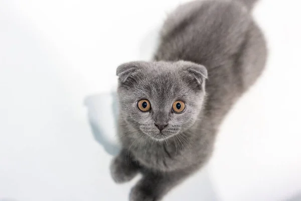 Шотландский седой котенок — стоковое фото