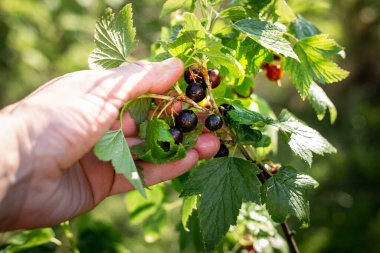 Elle siyah frenk üzümü toplamak