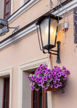 Fenerde asılı duran bir saksıda pembe çiçekler