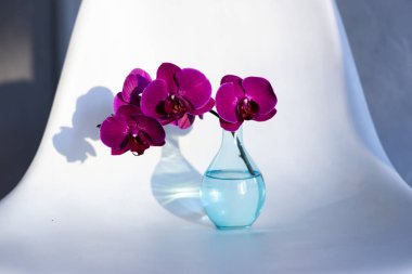 Beyaz arkaplanda cam vazoda mor orkide.