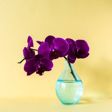 Arka planda cam bir vazoda orkide dalı
