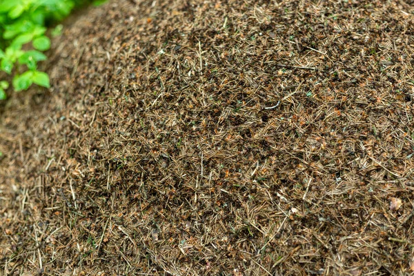 Erdei hangyaboly hangyákkal makró lövészet — Stock Fotó