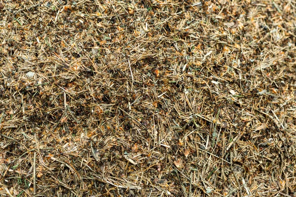 Erdei hangyaboly hangyákkal makró lövészet — Stock Fotó