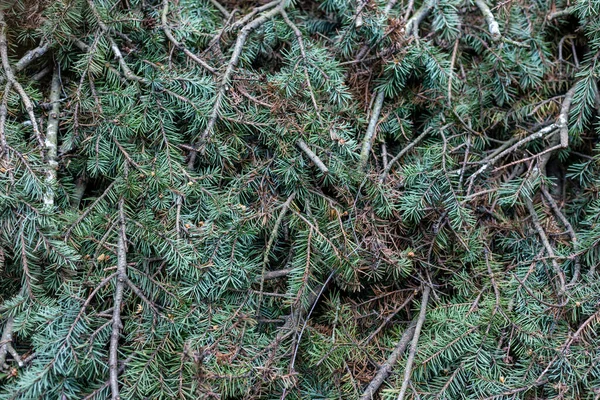 Many spruce branches stacked together — Stock Photo, Image