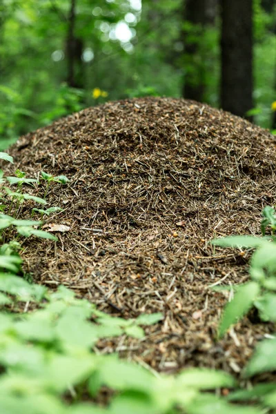 Большой муравейник в лесу — стоковое фото