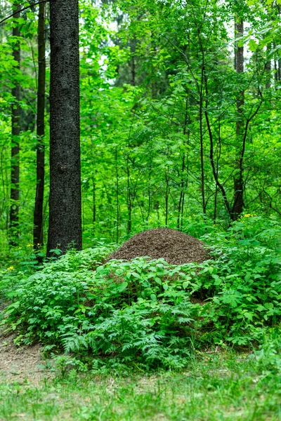 Großer Ameisenhaufen im Wald — Stockfoto