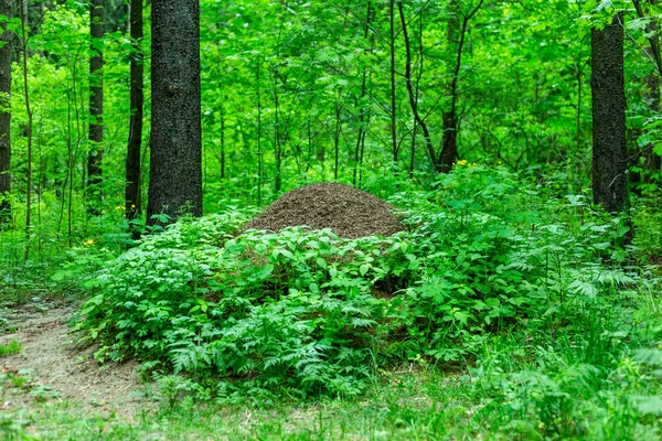 Large anthill in the forest — Stock Photo, Image