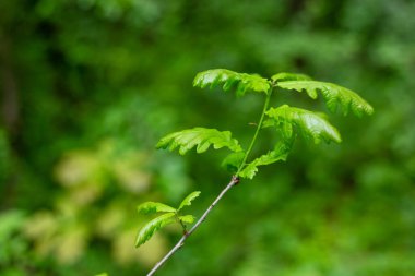 Ormandaki genç bir ağacın meşe yaprakları.
