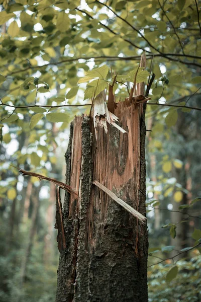 Árbol roto en el bosque — Foto de Stock