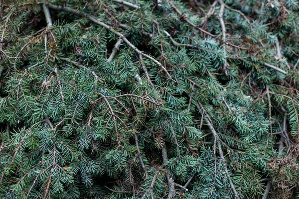 Wiele świerkowych gałęzi ułożonych razem — Zdjęcie stockowe