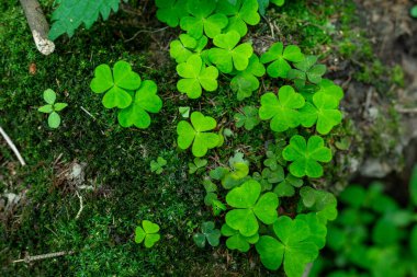 Ormanda tavşan lahanası. Hilotelephium.