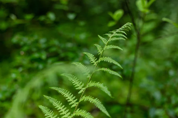 Зелене листя папороті в лісі — стокове фото