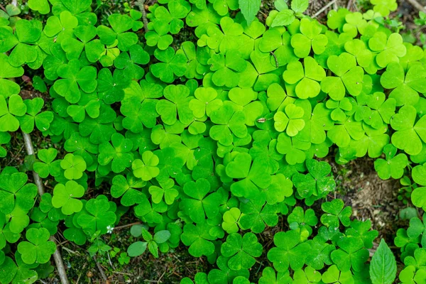 Hare cabbage in the forest. Hilotelephium. — Stock Photo, Image