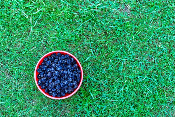 Brombeeren in einer Schüssel auf dem Rasen — Stockfoto