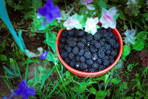 Blackberries in a bowl among flowers — Stock Photo, Image