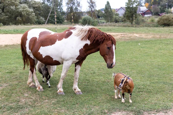 Cavallo bianco e bruno, pecora e capra al pascolo — Foto Stock