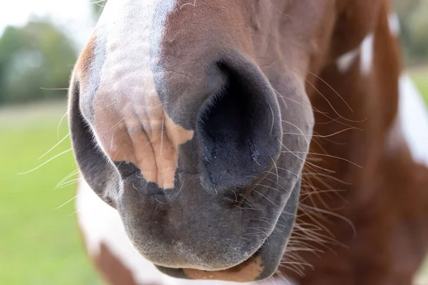 Il muso del cavallo è marrone e bianco. Naso di cavallo. — Foto Stock