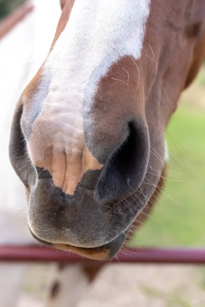 Il muso del cavallo è marrone e bianco. Naso di cavallo. — Foto Stock