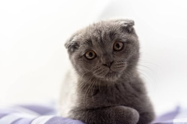 Mavi yastıktaki gri İskoç kedi yavrusu
