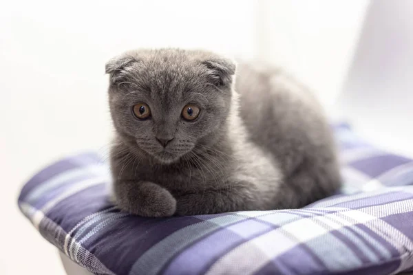 Mavi yastıktaki gri İskoç kedi yavrusu — Stok fotoğraf