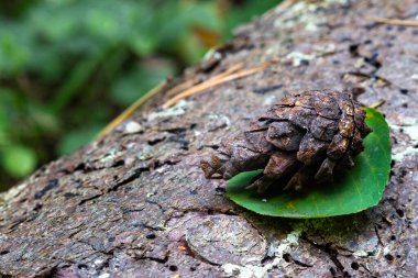 Ağaç kabuğunda yatan çam kozalağı