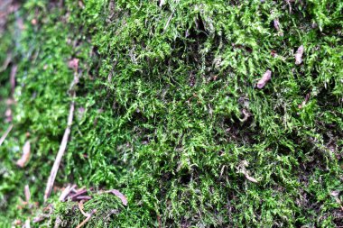 Ağaçta yeşil yosun var.