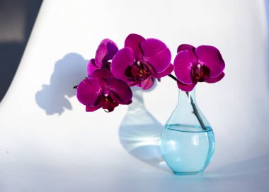 Beyaz arkaplanda cam vazoda mor orkide.