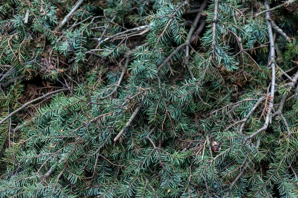 Many spruce branches stacked together — Stock Photo, Image