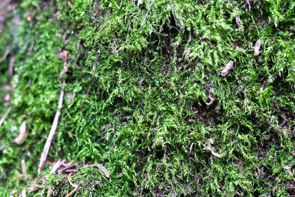 Musgo verde en un primer plano de árbol — Foto de Stock